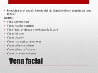 Vena facial
• Se origina en el ángulo interno del ojo donde recibe el nombre de vena
angular
Ramas:
• Vena supratroclear
• Venas nasales externas
• Vena facial profunda o profunda de la cara
• Venas labiales
• Venas bucales
• Venas masetericas anteriores
• Venas submentonianas
• Venas submandibulares
• Venas palatinas externas
 