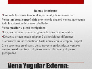 Vena Yugular Externa:
Ramas de origen:
•Union de las venas temporal superficial y la vena maxilar
Vena temporal superficial: proviene de una red venosa que ocupa
toda la extension del cuero cabelludo
Vena maxilar y plexo pterigoideo:
•La vena maxilar tiene su origen en la vena esfenopalatina.
•Desde su origen puede adoptar 2 disposiciones diferentes:
1- conserva su individualidad hasta unirse con la temporal superf.
2- se convierte en el curso de su trayecto en dos plexos venosos
anastomosados entre si: el plexo venoso alveolar y el plexo
pterigoideo
 