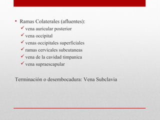 • Ramas Colaterales (afluentes):
vena auricular posterior
vena occipital
venas occipitales superficiales
ramas cervicales subcutaneas
vena de la cavidad timpanica
vena supraescapular
Terminación o desembocadura: Vena Subclavia
 