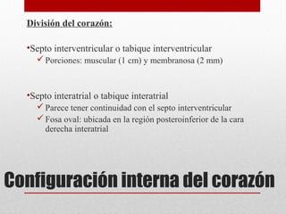 Configuración interna del corazón
División del corazón:
•Septo interventricular o tabique interventricular
Porciones: muscular (1 cm) y membranosa (2 mm)
•Septo interatrial o tabique interatrial
Parece tener continuidad con el septo interventricular
Fosa oval: ubicada en la región posteroinferior de la cara
derecha interatrial
 