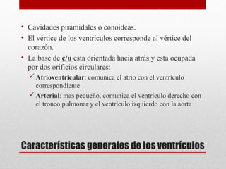 Características generales de los ventrículos
• Cavidades piramidales o conoideas.
• El vértice de los ventrículos corresponde al vértice del
corazón.
• La base de c/u esta orientada hacia atrás y esta ocupada
por dos orificios circulares:
Atrioventricular: comunica el atrio con el ventrículo
correspondiente
Arterial: mas pequeño, comunica el ventrículo derecho con
el tronco pulmonar y el ventrículo izquierdo con la aorta
 