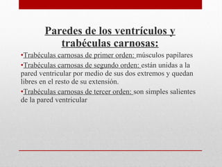 Paredes de los ventrículos y
trabéculas carnosas:
•Trabéculas carnosas de primer orden: músculos papilares
•Trabéculas carnosas de segundo orden: están unidas a la
pared ventricular por medio de sus dos extremos y quedan
libres en el resto de su extensión.
•Trabéculas carnosas de tercer orden: son simples salientes
de la pared ventricular
 