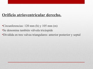 Orificio atrioventricular derecho.
•Circunferencias: 120 mm (h) y 105 mm (m)
•Se denomina también válvula tricúspide
•Dividida en tres valvas triangulares: anterior posterior y septal
 