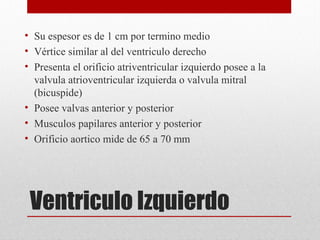 • Su espesor es de 1 cm por termino medio
• Vértice similar al del ventriculo derecho
• Presenta el orificio atriventricular izquierdo posee a la
valvula atrioventricular izquierda o valvula mitral
(bicuspide)
• Posee valvas anterior y posterior
• Musculos papilares anterior y posterior
• Orificio aortico mide de 65 a 70 mm
Ventriculo Izquierdo
 