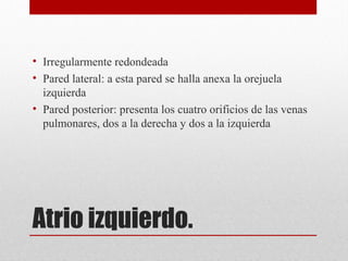 Atrio izquierdo.
• Irregularmente redondeada
• Pared lateral: a esta pared se halla anexa la orejuela
izquierda
• Pared posterior: presenta los cuatro orificios de las venas
pulmonares, dos a la derecha y dos a la izquierda
 