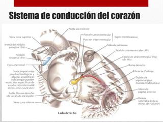 Sistema de conducción del corazón
 