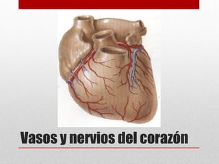Vasos y nervios del corazón
 