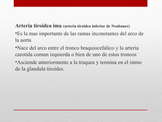 Arteria tiroidea ima (arteria tiroidea inferior de Neubauer)
•Es la mas importante de las ramas inconstantes del arco de
la aorta
•Nace del arco entre el tronco braquiocefalico y la arteria
carotida comun izquierda o bien de uno de estos troncos
•Asciende anteriormente a la traquea y termina en el istmo
de la glandula tiroides.
 