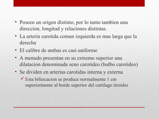 • Poseen un origen distinto, por lo tanto tambien una
direccion, longitud y relaciones distintas.
• La arteria carotida comun izquierda es mas larga que la
derecha
• El calibre de ambas es casi uniforme
• A menudo presentan en su extremo superior una
dilatacion denominada seno carotideo (bulbo carotideo)
• Se dividen en arterias carotidas interna y externa
Esta bifurcacion se produce normalmente 1 cm
superiormente al borde superior del cartilago tiroides
 