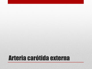 Arteria carótida externa
 
