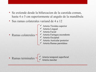 • Se extiende desde la bifurcacion de la carotida comun,
hasta 4 o 5 cm superiormente al angulo de la mandibula
• Sus ramas colaterales variand de 4 a 12
• Ramas colaterales
• Ramas terminales
 Arteria Tiroidea superior
 Arteria Lingual
 Arteria Facial
 Arteria Faríngea ascendente
 Arteria Occipital
 Arteria Auricular posterior
 Arteria Ramas parotideas
 Arteria temporal superficial
 Arteria maxilar
 
