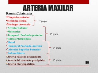 ARTERIA MAXILAR
Ramas Colaterales
•Timpánica anterior
•Meníngea Media
•Meníngea Accesoria
oAlveolar Inferior
oMaseterica
oTemporal Profunda posterior
oRamas Pterigoideas
Bucal
Temporal Profunda Anterior
Alveolar Superior Posterior
Infraorbitaria
Arteria Palatina descendente
Arteria del conducto pterigoideo
Arteria Pterigopalatina 86
1º grupo
2º grupo
3º grupo
4º grupo
 