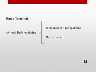 Rama Terminal
. rama medial o nasopalatina
•Arteria Esfenopalatina
. Rama Lateral
88
 
