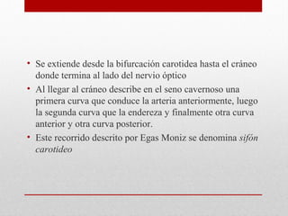 • Se extiende desde la bifurcación carotidea hasta el cráneo
donde termina al lado del nervio óptico
• Al llegar al cráneo describe en el seno cavernoso una
primera curva que conduce la arteria anteriormente, luego
la segunda curva que la endereza y finalmente otra curva
anterior y otra curva posterior.
• Este recorrido descrito por Egas Moniz se denomina sifón
carotideo
 
