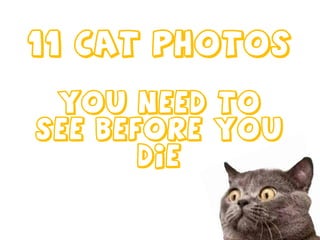 11 Cat Photos
You Need To
See Before You
Die
 