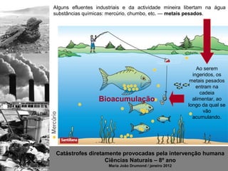 Alguns efluentes industriais e da actividade mineira libertam na água
substâncias químicas: mercúrio, chumbo, etc. — metais pesados.




                                                              Ao serem
                                                            ingeridos, os
                                                           metais pesados
                                                              entram na
                                                               cadeia
                  Bioacumulação                             alimentar, ao
                                                          longo da qual se
                                                                 vão
                                                            acumulando.




 Catástrofes diretamente provocadas pela intervenção humana
                   Ciências Naturais – 8º ano
                      Maria João Drumond / janeiro 2012
 