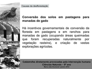 Causas da desflorestação




Conversão dos solos em pastagens para
manadas de gado

Conversão da floresta em pastagens e em
ranchos para manadas de gado (ocupando
áreas queimadas que foram recuperadas
naturalmente por vegetação rasteira), e criação
de vastas explorações agrícolas.




Catástrofes diretamente provocadas pela intervenção humana
                  Ciências Naturais – 8º ano
                    Maria João Drumond / janeiro 2012
 