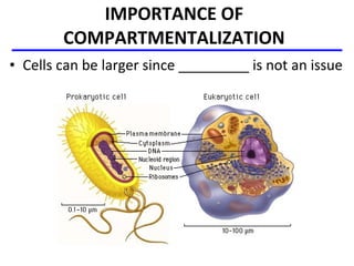 11 cell bio membrane structure_post | PPT