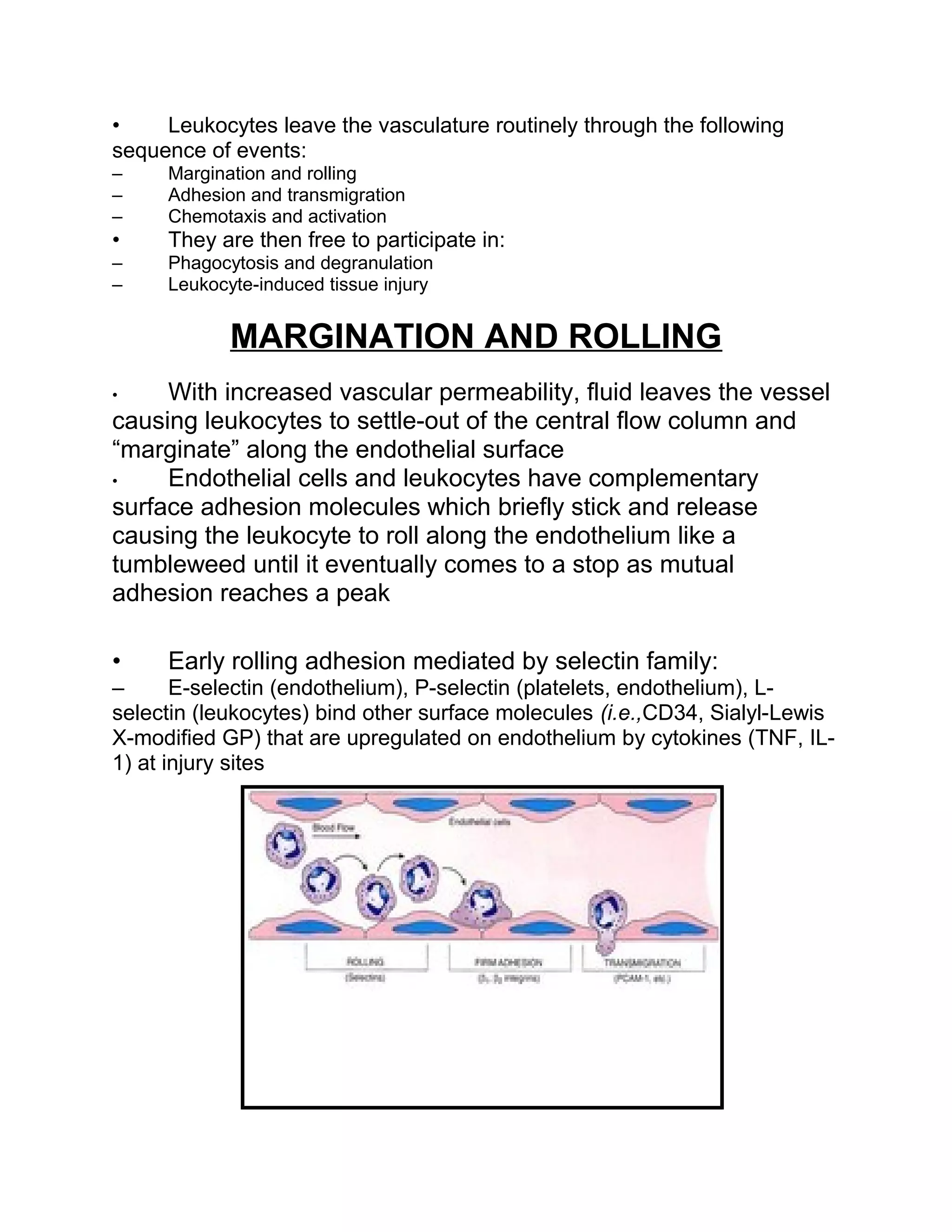 11 cellular & vascular events in acute inflammation | DOC