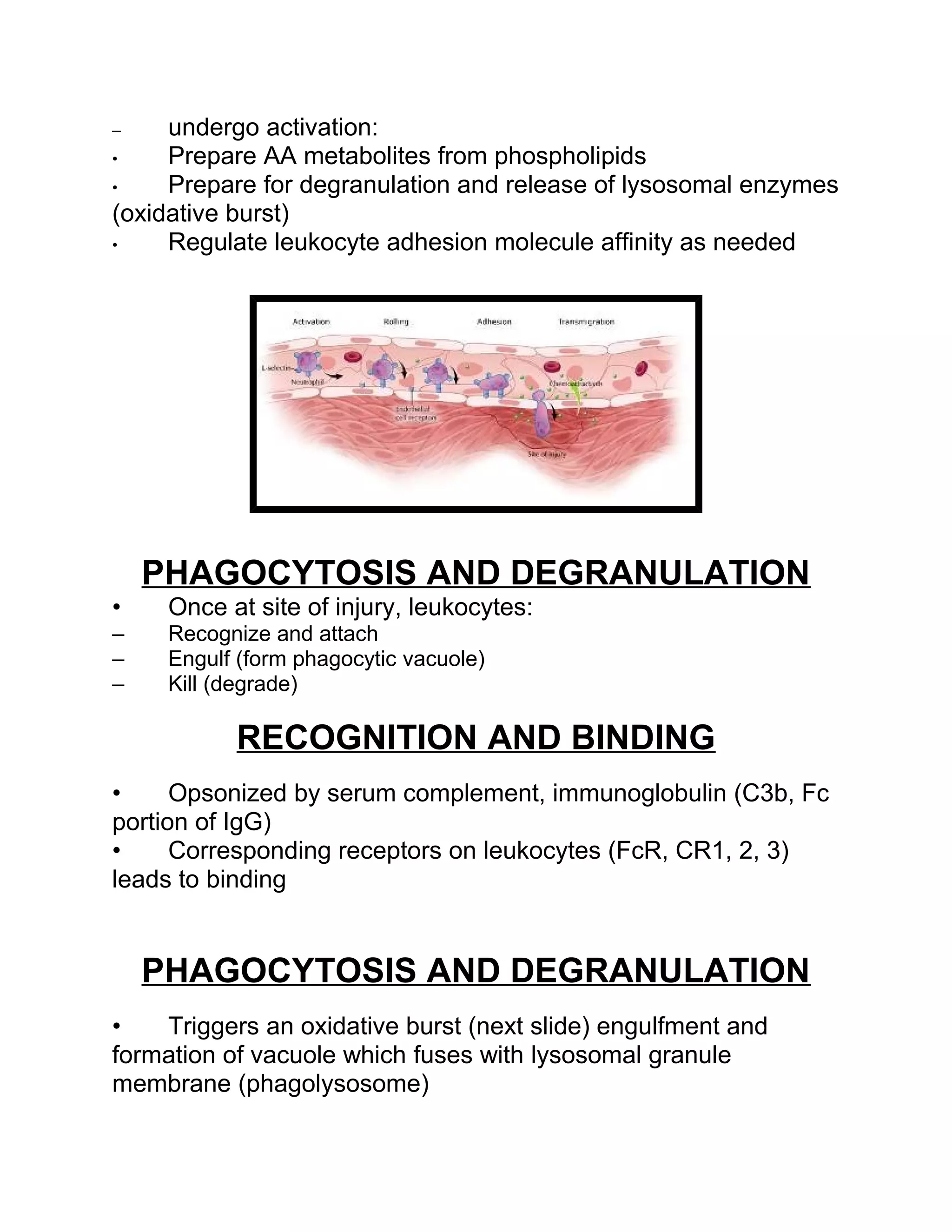 11 cellular & vascular events in acute inflammation | DOC