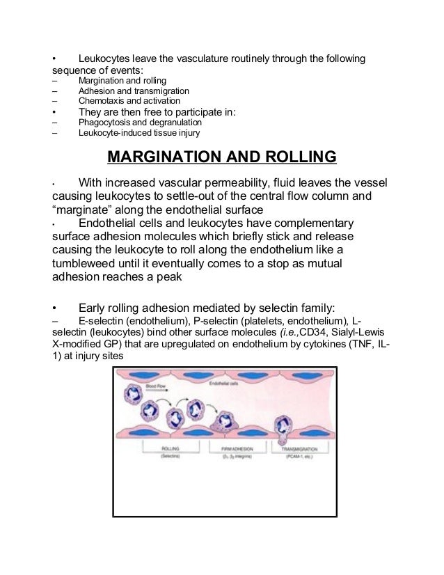 11 cellular & vascular events in acute inflammation