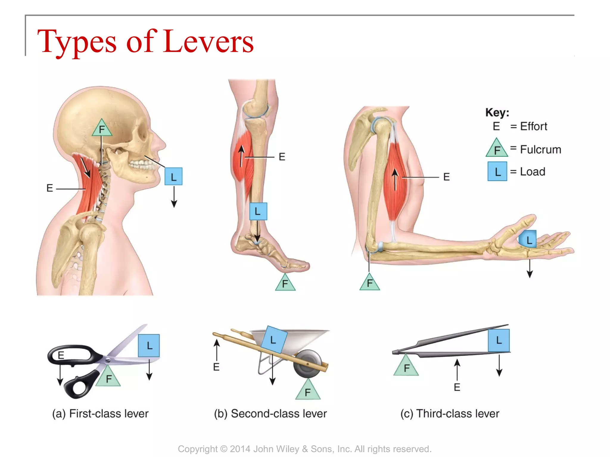 11 [chapter 11 the muscular system] | PPT