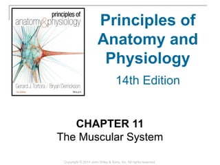 CHAPTER 11
The Muscular System
Copyright © 2014 John Wiley & Sons, Inc. All rights reserved.
Principles of
Anatomy and
Physiology
14th Edition
 