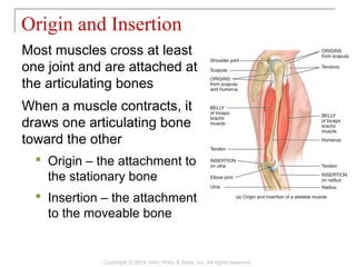 11 [chapter 11 the muscular system] | PPT