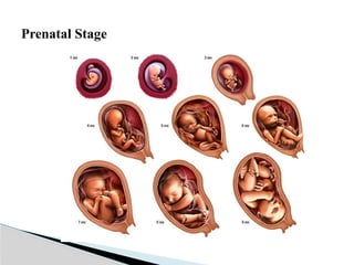 Prenatal Stage
 