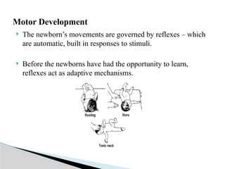  The newborn’s movements are governed by reflexes – which
are automatic, built in responses to stimuli.
 Before the newborns have had the opportunity to learn,
reflexes act as adaptive mechanisms.
Motor Development
 