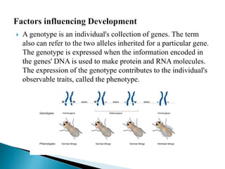  A genotype is an individual's collection of genes. The term
also can refer to the two alleles inherited for a particular gene.
The genotype is expressed when the information encoded in
the genes' DNA is used to make protein and RNA molecules.
The expression of the genotype contributes to the individual's
observable traits, called the phenotype.
 