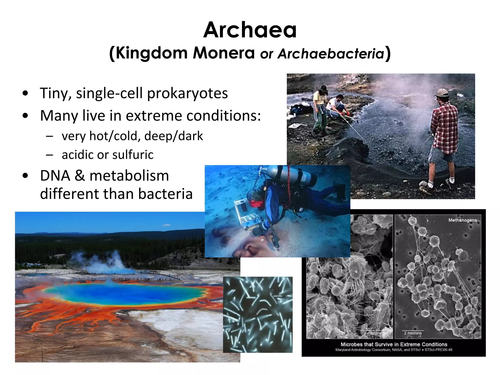 Archaea
(Kingdom Monera or Archaebacteria)
• Tiny, single-cell prokaryotes
• Many live in extreme conditions:
– very hot/cold, deep/dark
– acidic or sulfuric
• DNA & metabolism
different than bacteria
 