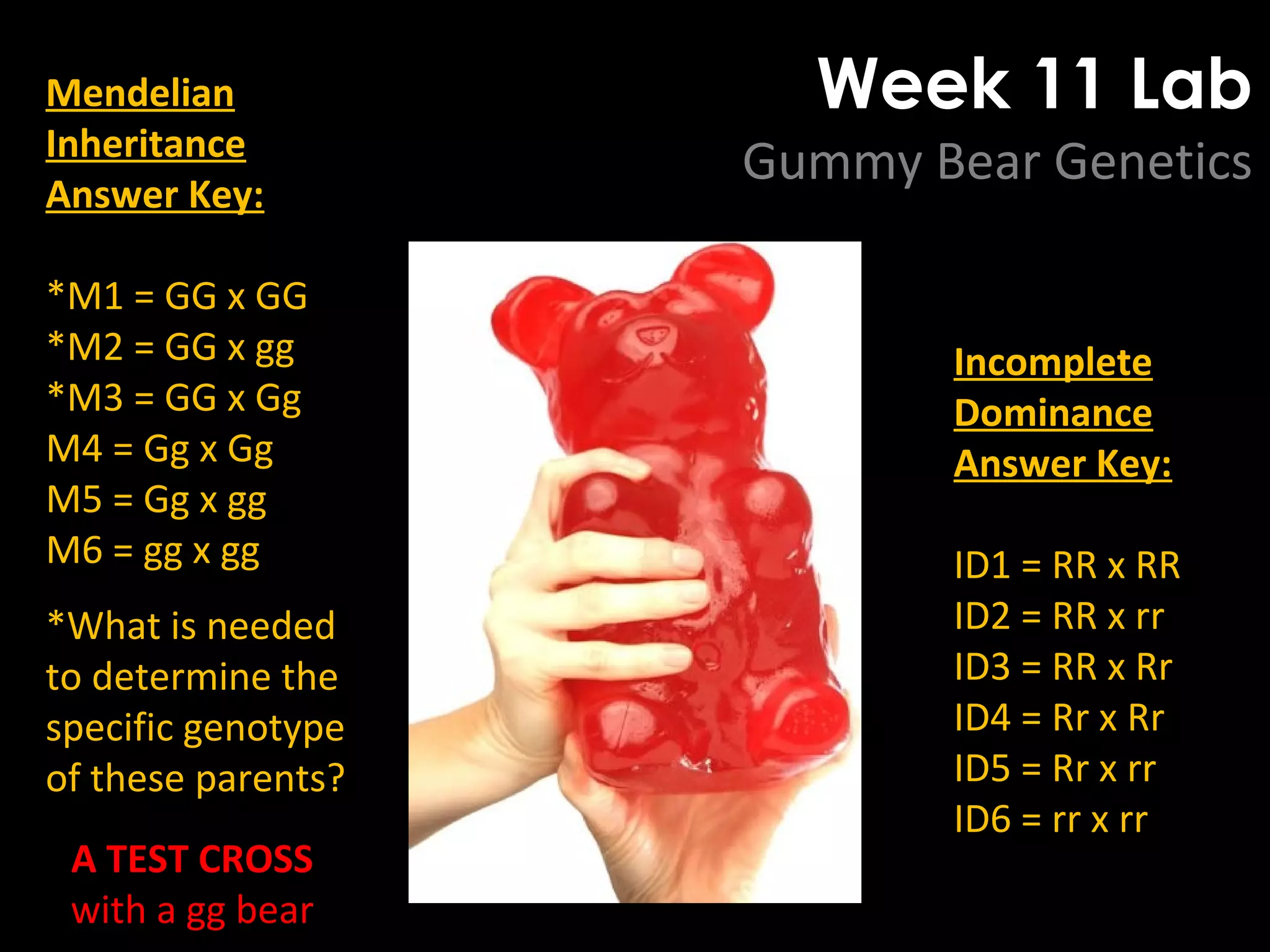 Week 11 Lab
Gummy Bear Genetics
Mendelian
Inheritance
Answer Key:
*M1 = GG x GG
*M2 = GG x gg
*M3 = GG x Gg
M4 = Gg x Gg
M5 = Gg x gg
M6 = gg x gg
*What is needed
to determine the
specific genotype
of these parents?
Incomplete
Dominance
Answer Key:
ID1 = RR x RR
ID2 = RR x rr
ID3 = RR x Rr
ID4 = Rr x Rr
ID5 = Rr x rr
ID6 = rr x rr
A TEST CROSS
with a gg bear
 