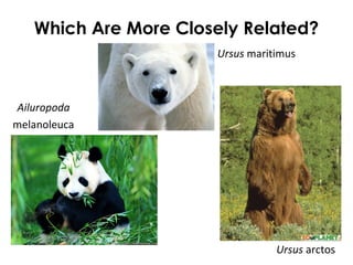 Which Are More Closely Related?
Ursus maritimus
Ailuropoda
melanoleuca
Ursus arctos
 
