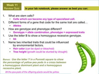 In your lab notebook, please answer as best you can:
Week 11
Review Quiz
Bonus: Use the letter Y in a Punnett square to show
the percentage of yellow pea pods in a cross between
a homozygous dominant plant and a homozygous
recessive plant.
All the pea pods of the offspring plants would be yellow.
1. What are stem cells?
• Cells which can become any type of specialized cell.
1. Different forms of a gene that code for the same trait are called…
• Alleles
1. How are genotype and phenotype different?
• Genotype = allele combination, phenotype = expressed traits
1. Use the letter B to show a homozygous recessive genotype.
• bb
1. Name two inherited traits that could be influenced
by environmental factors.
• Hair color (can be dyed or bleached)
• Tree height (growth could be stunted by drought)
 