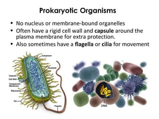 • No nucleus or membrane-bound organelles
• Often have a rigid cell wall and capsule around the
plasma membrane for extra protection.
• Also sometimes have a flagella or cilia for movement
Prokaryotic Organisms
 