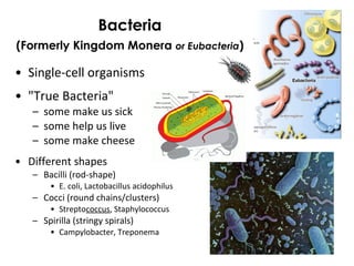 Bacteria
(Formerly Kingdom Monera or Eubacteria)
• Single-cell organisms
• "True Bacteria"
– some make us sick
– some help us live
– some make cheese
• Different shapes
– Bacilli (rod-shape)
• E. coli, Lactobacillus acidophilus
– Cocci (round chains/clusters)
• Streptococcus, Staphylococcus
– Spirilla (stringy spirals)
• Campylobacter, Treponema
 