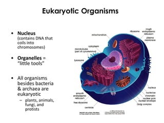 • Nucleus
(contains DNA that
coils into
chromosomes)
• Organelles =
“little tools”
• All organisms
besides bacteria
& archaea are
eukaryotic
– plants, animals,
fungi, and
protists
Eukaryotic Organisms
 