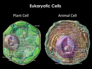 Plant Cell Animal Cell
Eukaryotic Cells
 
