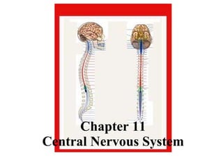 Chapter 11 Central Nervous System 