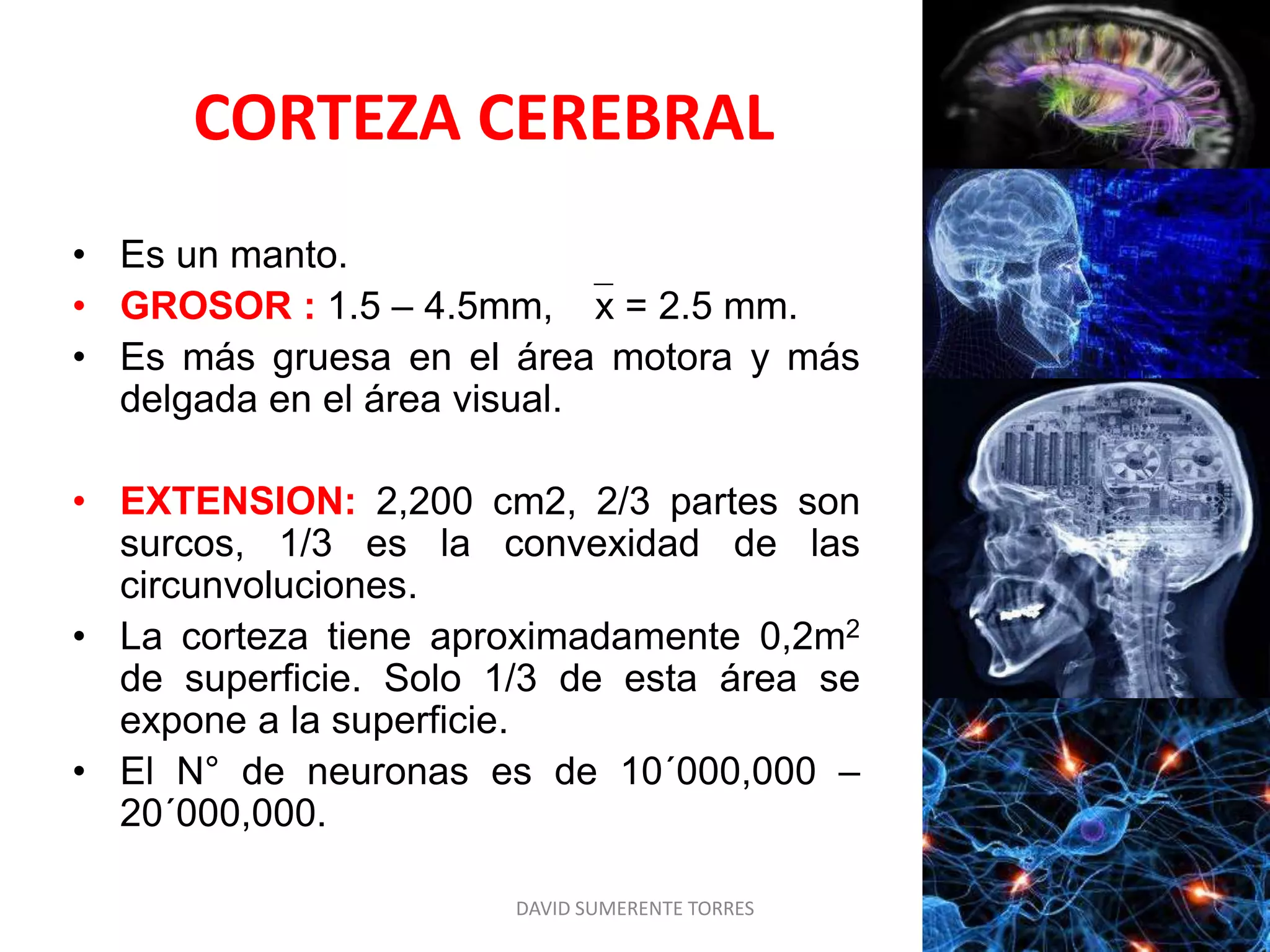 Corteza cerebral: Localizaciones Corticales | PPTX