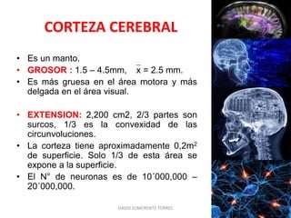 CORTEZA CEREBRAL
• Es un manto.
• GROSOR : 1.5 – 4.5mm, x = 2.5 mm.
• Es más gruesa en el área motora y más
delgada en el área visual.
• EXTENSION: 2,200 cm2, 2/3 partes son
surcos, 1/3 es la convexidad de las
circunvoluciones.
• La corteza tiene aproximadamente 0,2m2
de superficie. Solo 1/3 de esta área se
expone a la superficie.
• El N° de neuronas es de 10´000,000 –
20´000,000.
DAVID SUMERENTE TORRES
 
