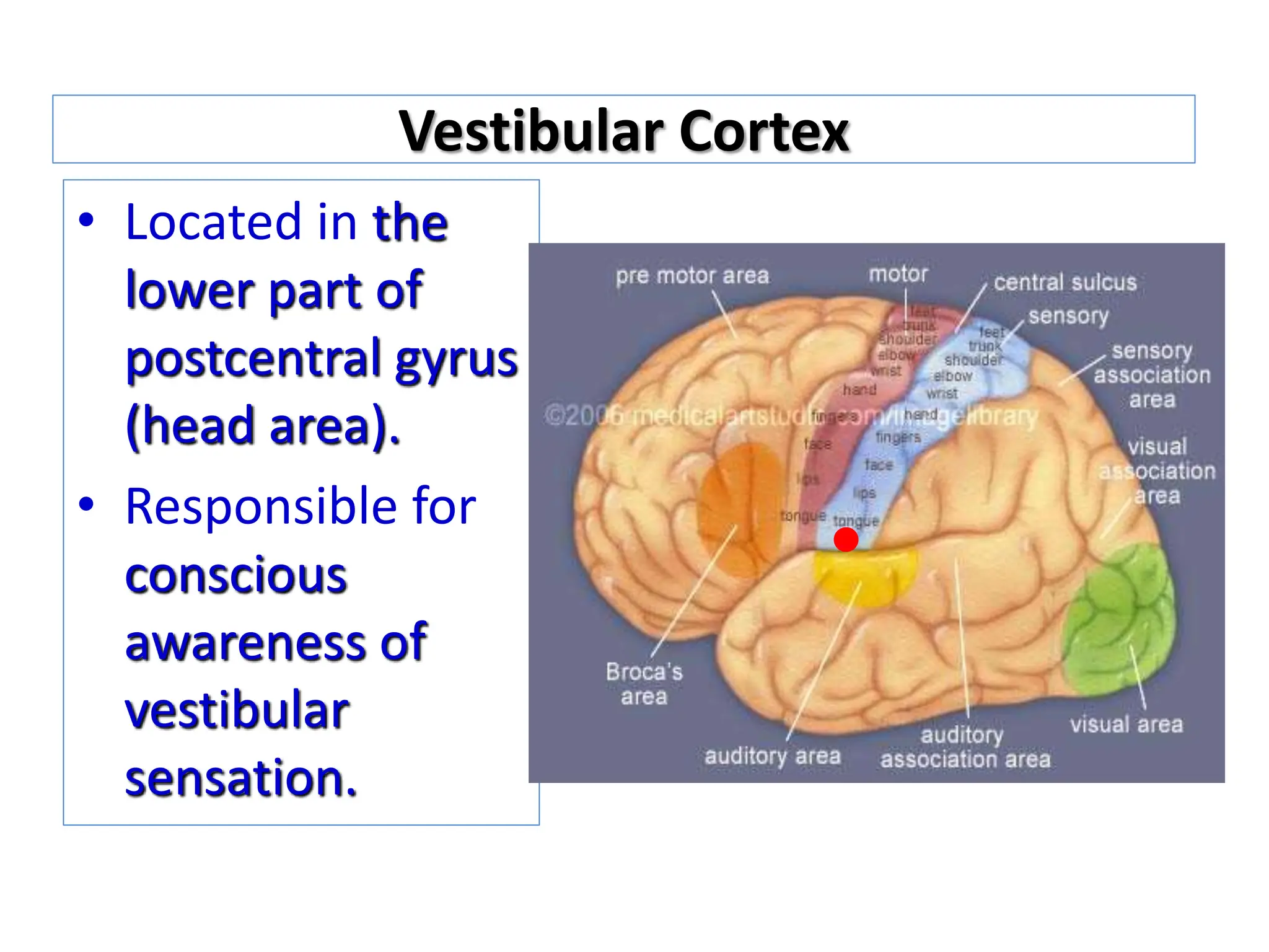 11Cranial nerve 8 (Vestibulo-cochlear).ppt