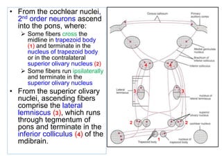 • From the cochlear nuclei,
2nd order neurons ascend
into the pons, where:
 Some fibers cross the
midline in trapezoid body
(1) and terminate in the
nucleus of trapezoid body
or in the contralateral
superior olivary nucleus (2)
 Some fibers run ipsilaterally
and terminate in the
superior olivary nucleus
• From the superior olivary
nuclei, ascending fibers
comprise the lateral
lemniscus (3), which runs
through tegmentum of
pons and terminate in the
inferior colliculus (4) of the
mdibrain.
2
2
1
3
4
3
4
 