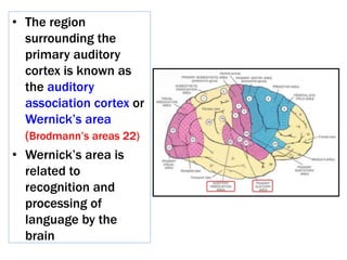 • The region
surrounding the
primary auditory
cortex is known as
the auditory
association cortex or
Wernick’s area
(Brodmann’s areas 22)
• Wernick’s area is
related to
recognition and
processing of
language by the
brain
 