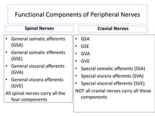 Functional Components of Peripheral Nerves
Spinal Nerves
• General somatic afferents
(GSA)
• General somatic efferents
(GSE)
• General visceral afferents
(GVA)
• General viscera efferents
(GVE)
All spinal nerves carry all the
four components
Cranial Nerves
• GSA
• GSE
• GVA
• GVE
• Special somatic afferents (SSA)
• Special viscera afferents (SVA)
• Special visceral efferents (SVE)
NOT all cranial nerves carry all these
components
 