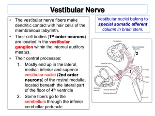 Vestibular Nerve
• The vestibular nerve fibers make
dendritic contact with hair cells of the
membranous labyrinth.
• Their cell bodies (1st order neurons)
are located in the vestibular
ganglion within the internal auditory
meatus.
• Their central processes:
1. Mostly end up in the lateral,
medial, inferior and superior
vestibular nuclei (2nd order
neurons) of the rostral medulla,
located beneath the lateral part
of the floor of 4th ventricle
2. Some fibers go to the
cerebellum through the inferior
cerebellar peduncle
Vestibular nuclei belong to
special somatic afferent
column in brain stem.
1
2
 