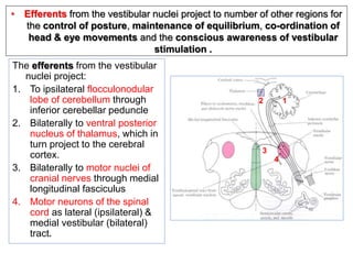 The efferents from the vestibular
nuclei project:
1. To ipsilateral flocculonodular
lobe of cerebellum through
inferior cerebellar peduncle
2. Bilaterally to ventral posterior
nucleus of thalamus, which in
turn project to the cerebral
cortex.
3. Bilaterally to motor nuclei of
cranial nerves through medial
longitudinal fasciculus
4. Motor neurons of the spinal
cord as lateral (ipsilateral) &
medial vestibular (bilateral)
tract.
2
4
3
1
• Efferents from the vestibular nuclei project to number of other regions for
the control of posture, maintenance of equilibrium, co-ordination of
head & eye movements and the conscious awareness of vestibular
stimulation .
 