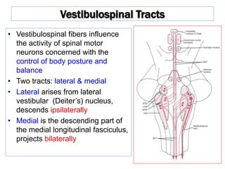 Vestibulospinal Tracts
• Vestibulospinal fibers influence
the activity of spinal motor
neurons concerned with the
control of body posture and
balance
• Two tracts: lateral & medial
• Lateral arises from lateral
vestibular (Deiter’s) nucleus,
descends ipsilaterally
• Medial is the descending part of
the medial longitudinal fasciculus,
projects bilaterally
 
