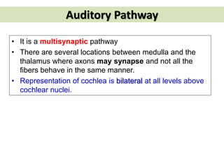 Auditory Pathway
• It is a multisynaptic pathway
• There are several locations between medulla and the
thalamus where axons may synapse and not all the
fibers behave in the same manner.
• Representation of cochlea is bilateral at all levels above
cochlear nuclei.
 